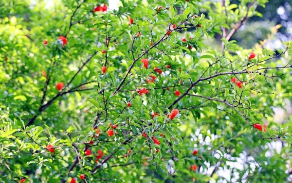 石榴花圖片