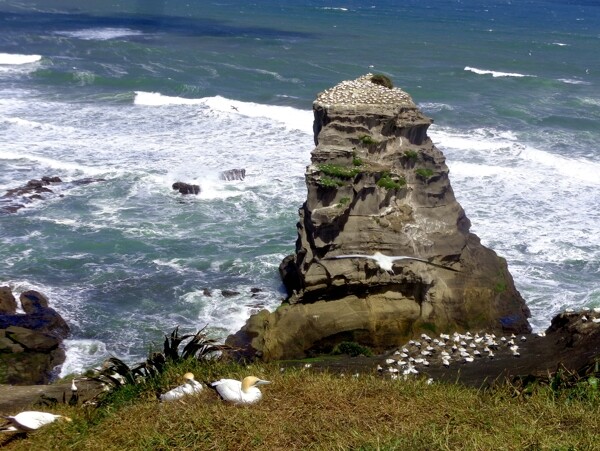 新西兰鸟岛自然风景