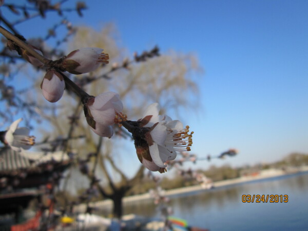 櫻花圖片