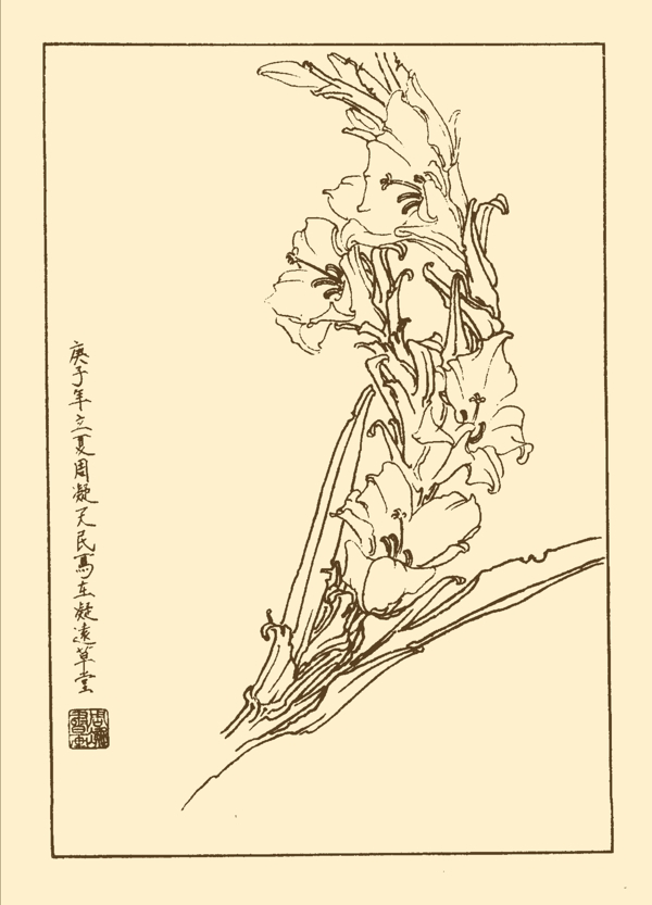 菖蘭圖片