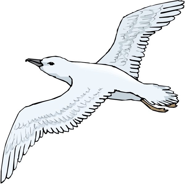 各種鳥(niǎo)類(lèi)鳥(niǎo)動(dòng)物矢量素材EPS格式1408