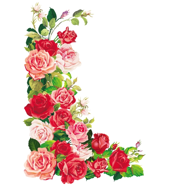 鮮花圖片
