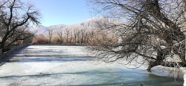 高山湖泊古树风景图片