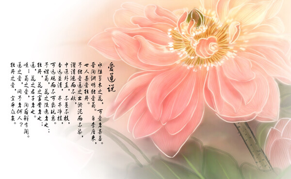 莲花背景图片