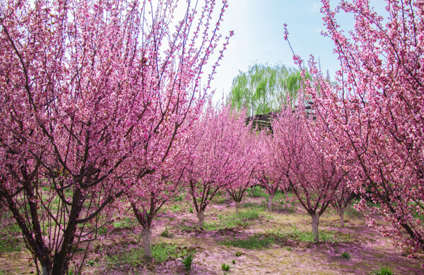 美丽海棠树林粉色世界图片