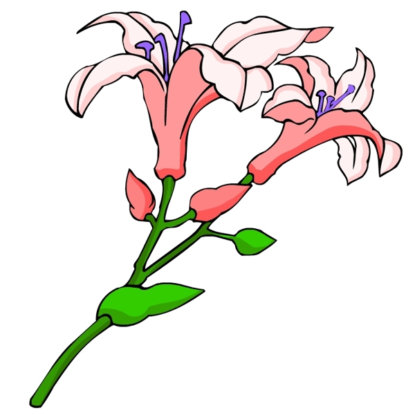 花卉古典插畫