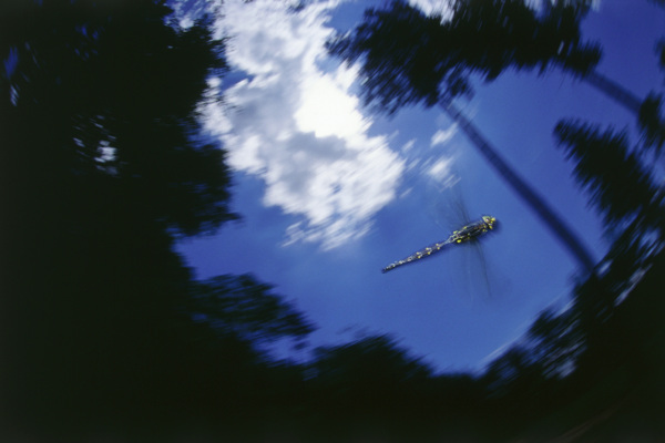 空中飞翔的蜻蜓图片