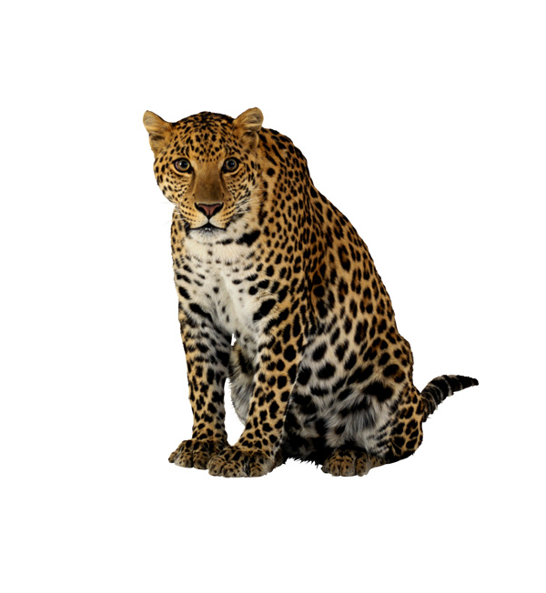 動物攝影