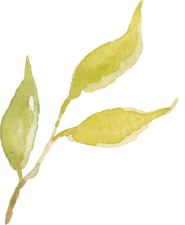 一枝黄绿色叶子图片素材