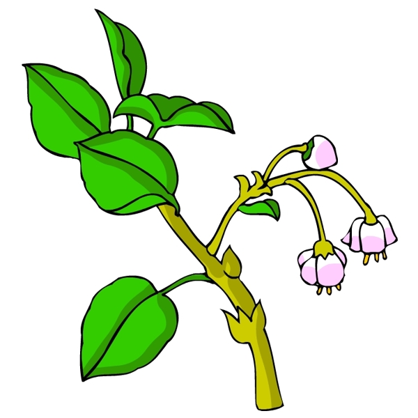 花卉古典插畫