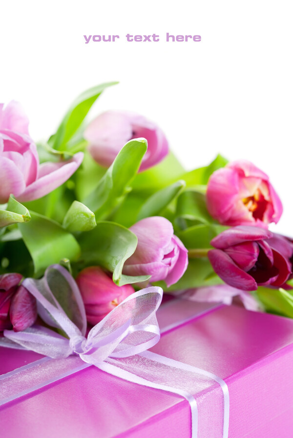 郁金香鲜花与礼物图片