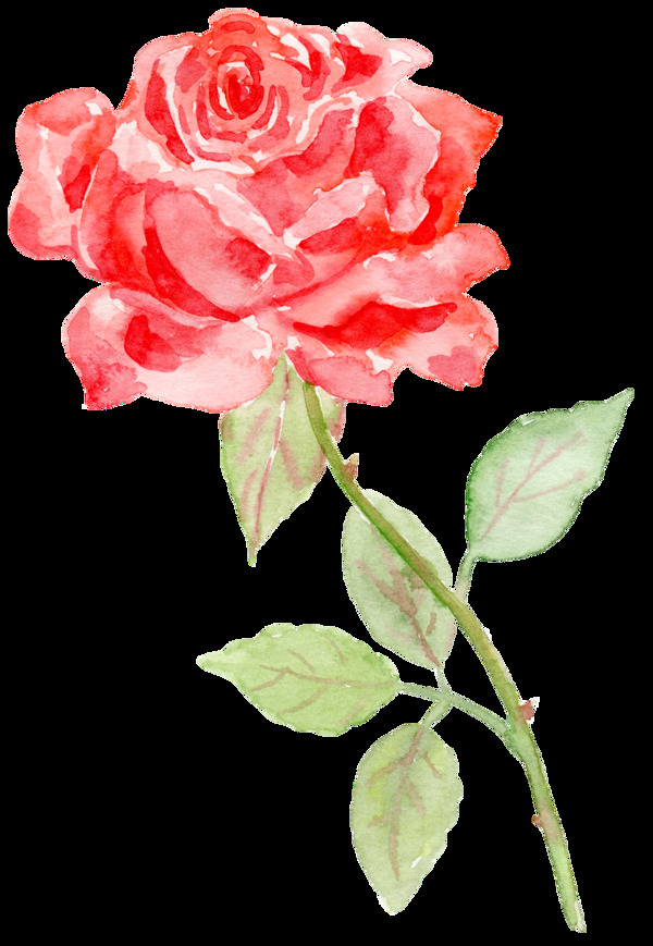 手绘水彩玫瑰花朵png透明素材