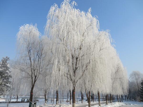 霧凇圖片
