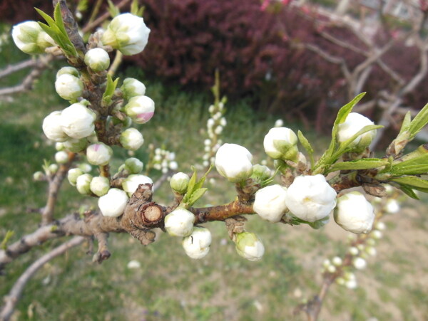 梅花圖片