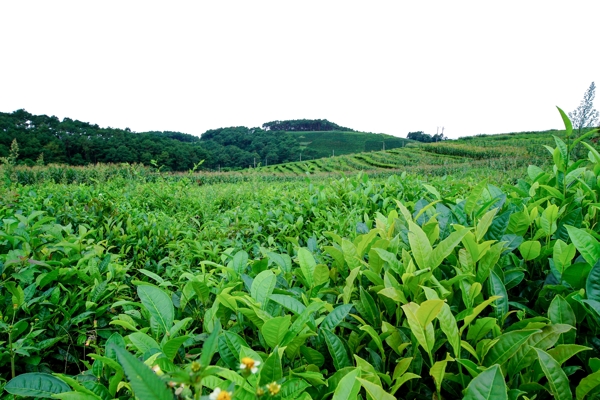 茶园绿色远景背景茶叶合成素材