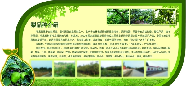梨文化