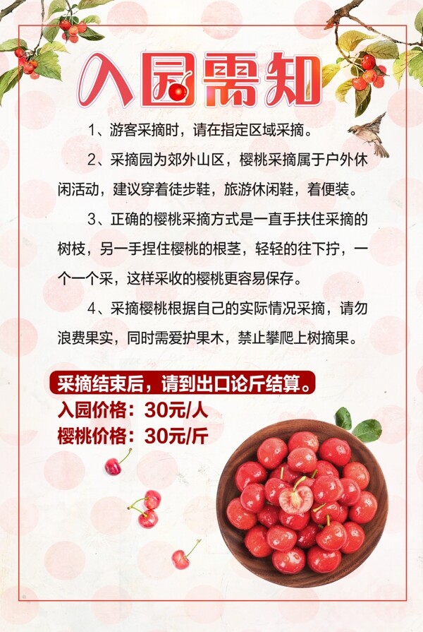 櫻桃