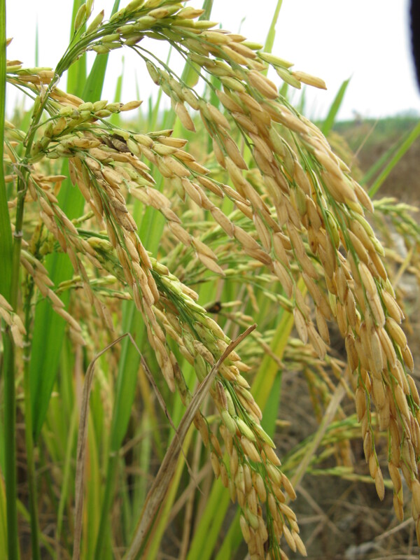 高清水稻图