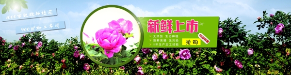 玫瑰海報(bào)