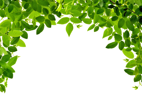绿色植物植物绿色高清图片创意图片