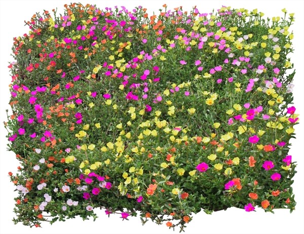 菊花草地