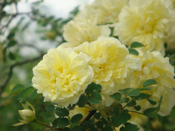 黃色薔薇圖片