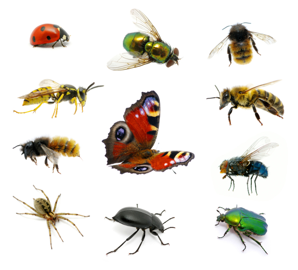 各种昆虫摄影图片