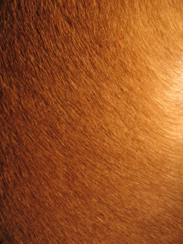短棕色动物皮毛