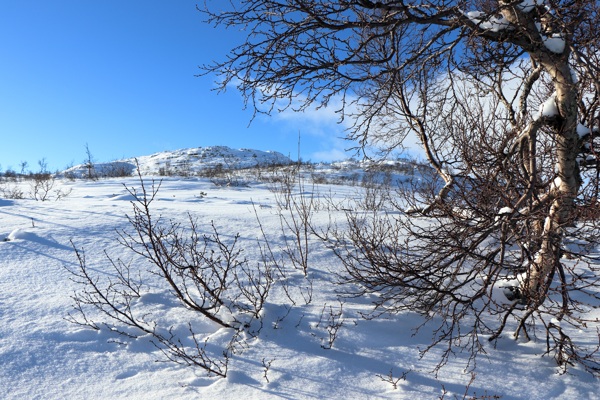 冬天雪景观大自然风光4k超清图