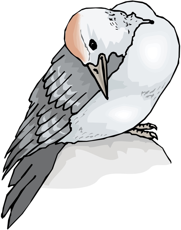 各種鳥類鳥動(dòng)物矢量素材EPS格式1582