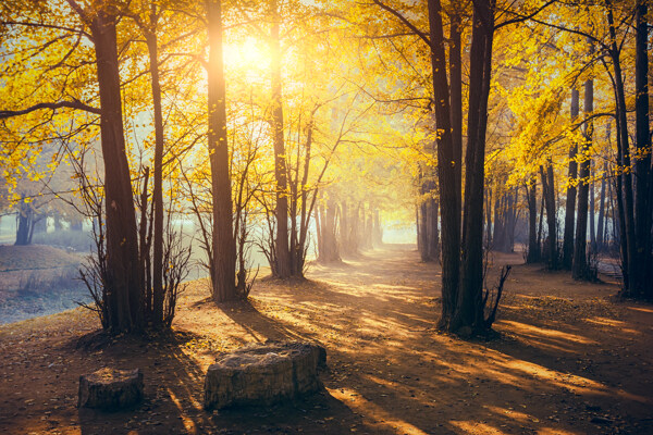 深秋时节的树林风景图片