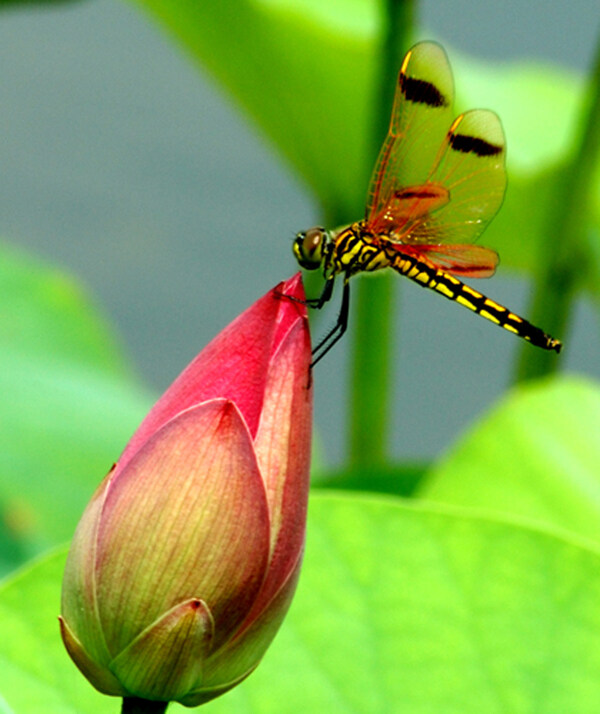 荷花蜻蜓图片