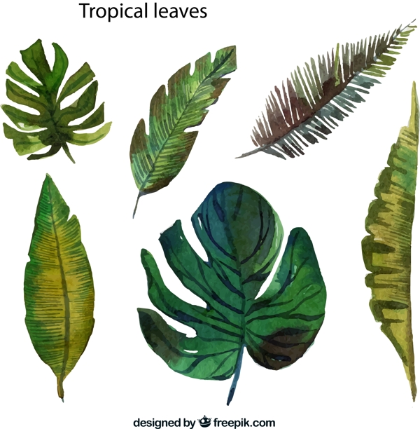 彩绘热带树叶矢量图片