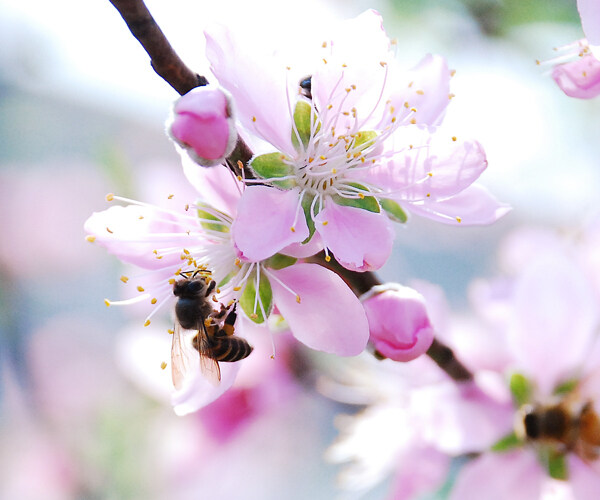 采蜜圖片