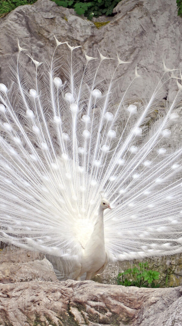 白色孔雀
