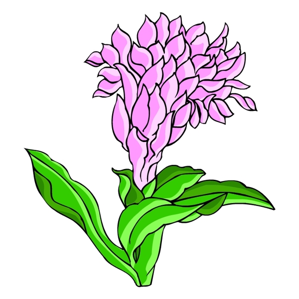 花卉古典插畫