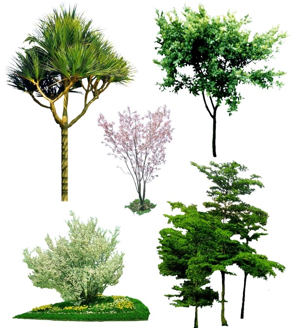 园林植物效果图素材