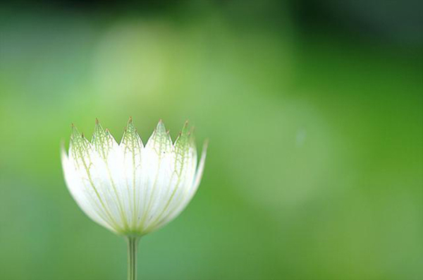 位圖植物花朵寫實(shí)花卉野花免費(fèi)素材