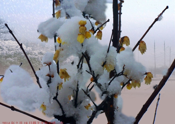 臘梅花圖片