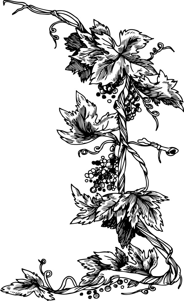 矢量花卉幀
