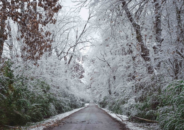 树林雪景摄影图精美