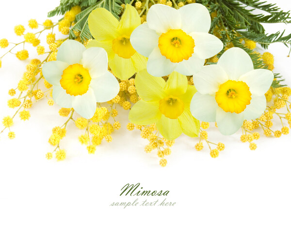 精美娇美的黄色白色花束图片
