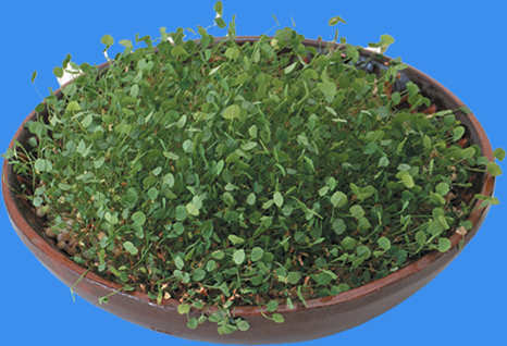 花缽230小品素材