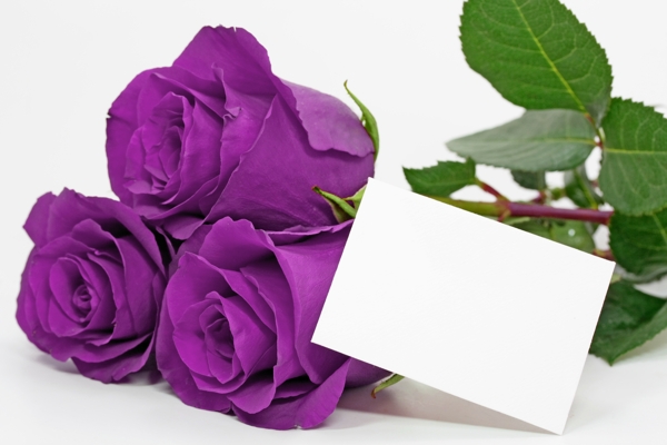 唯美紫色玫瑰花图片