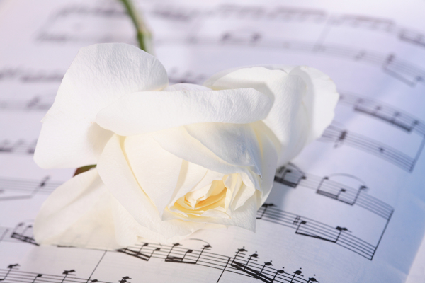 白色玫瑰花与乐谱图片