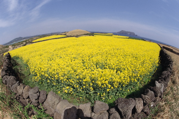 田園風光