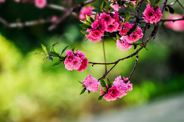 桃花