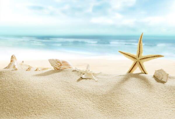 高清沙滩海星图片