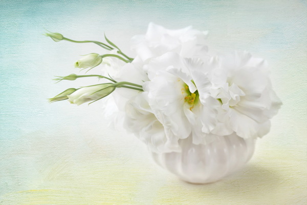 纯洁白色花朵图片