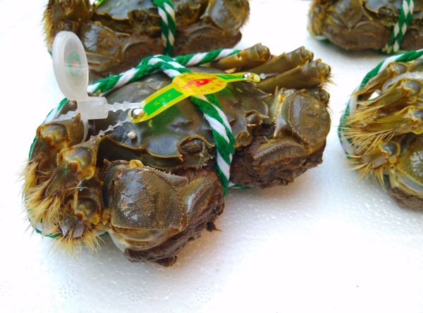 陽澄湖大閘蟹
